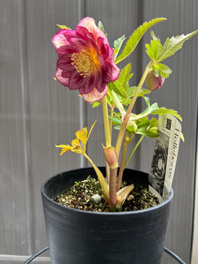 専用♡広瀬園芸♡ ２点おまとめ