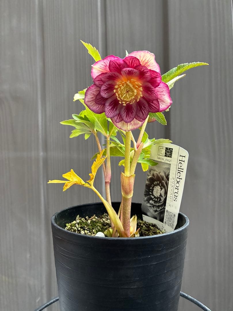 専用♡広瀬園芸♡ ２点おまとめ