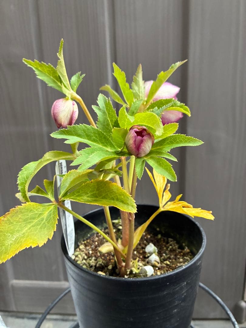 専用♡広瀬園芸♡ ２点おまとめ