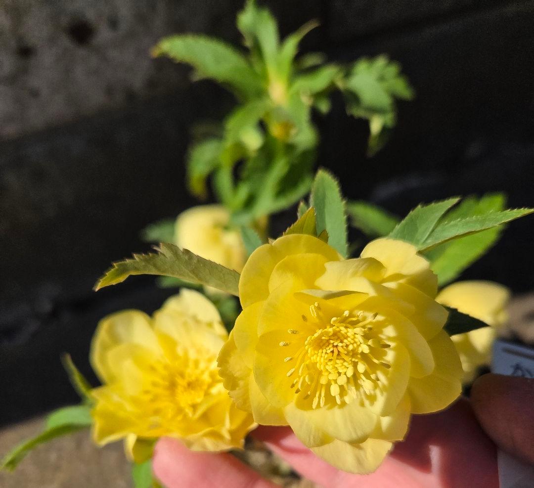 クリスマスローズ　かぐや姫