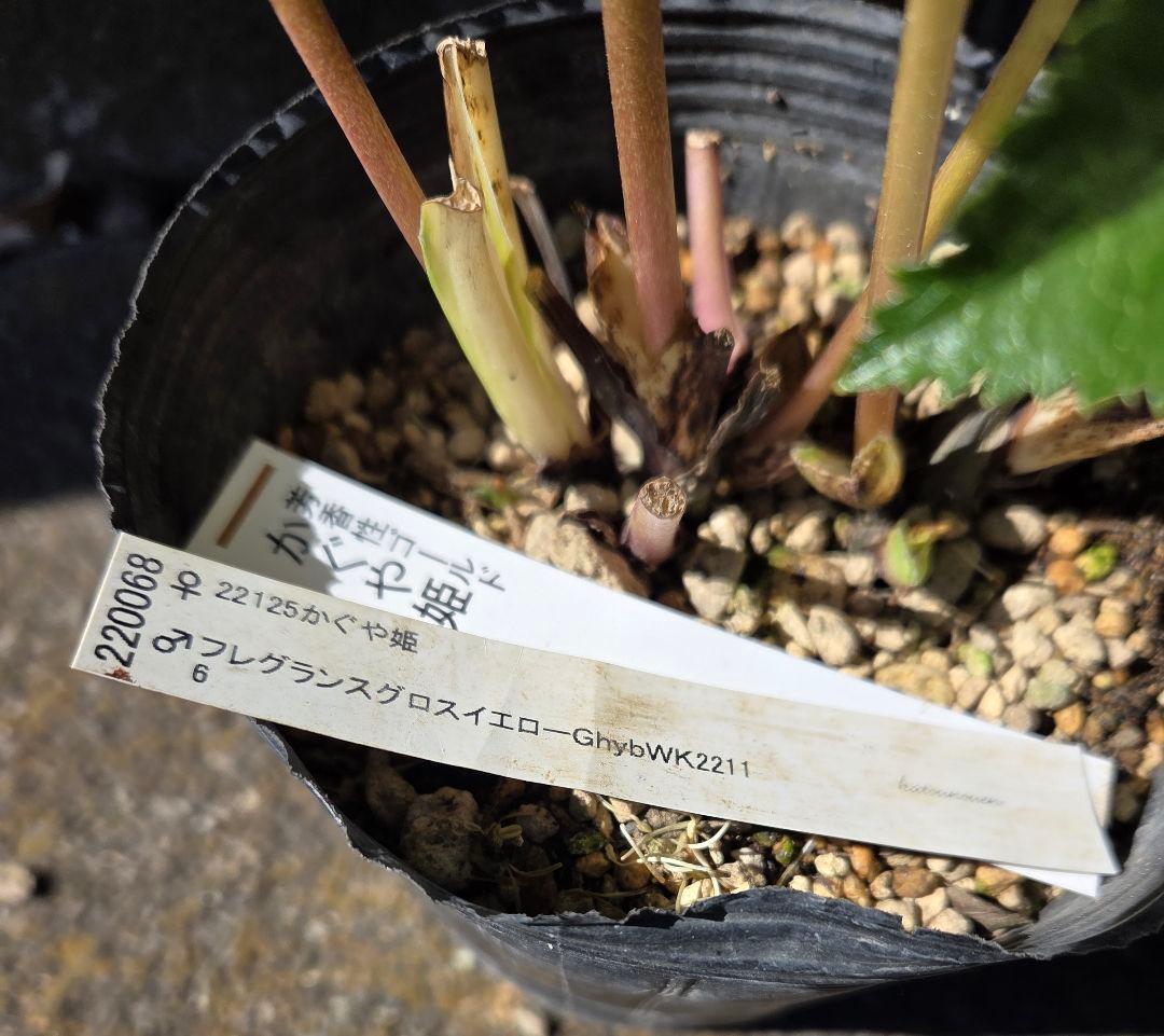 クリスマスローズ　かぐや姫