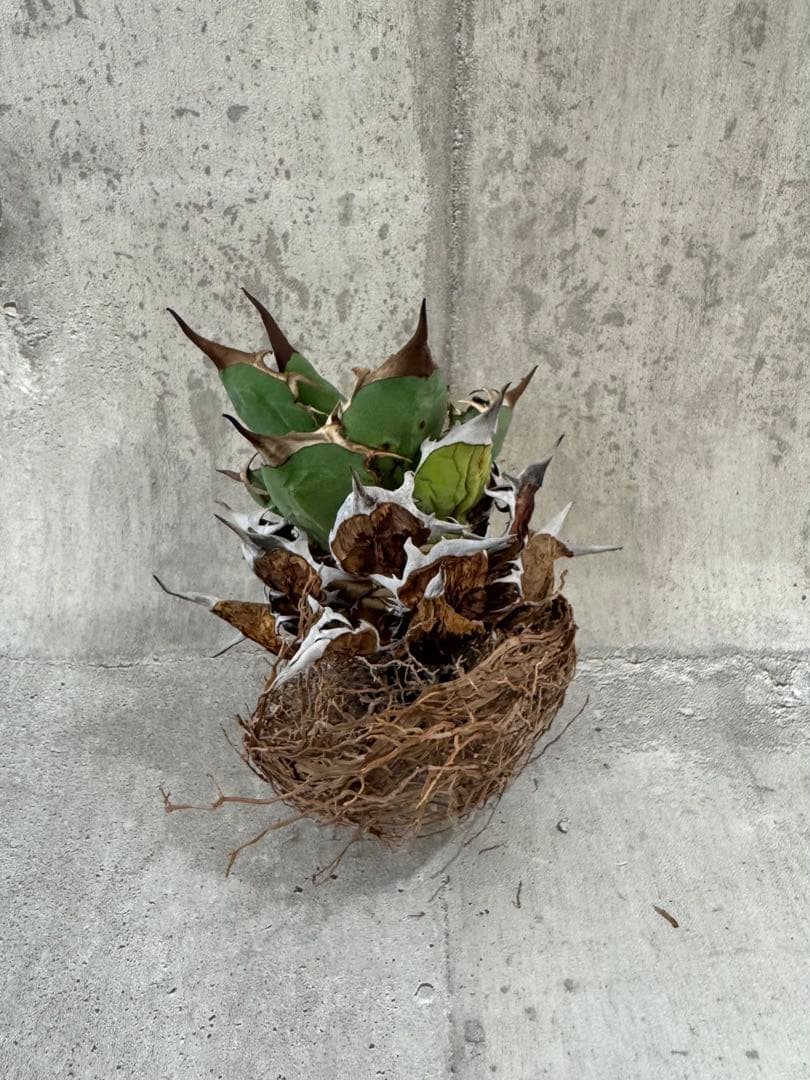 アガベ チタノタセット 黒火焔 type-r 黒棘厳龍 BB cjplants