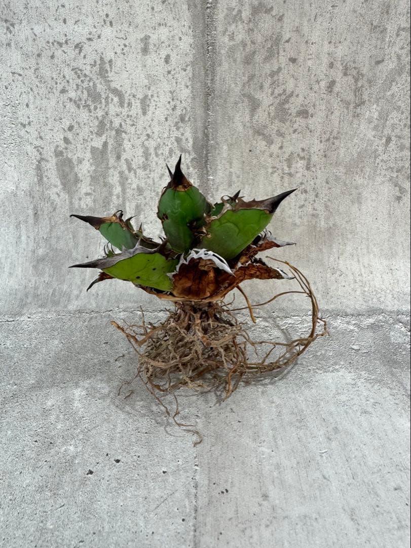 アガベ チタノタセット 黒火焔 type-r 黒棘厳龍 BB cjplants