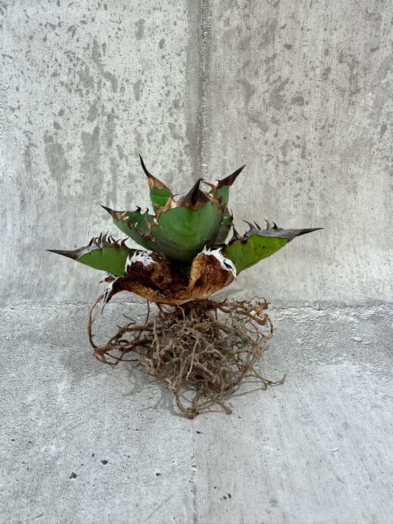 アガベ チタノタセット 黒火焔 type-r 黒棘厳龍 BB cjplants