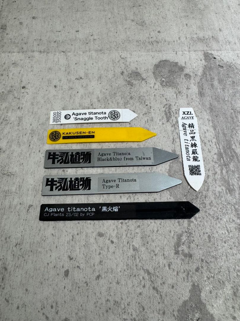 アガベ チタノタセット 黒火焔 type-r 黒棘厳龍 BB cjplants