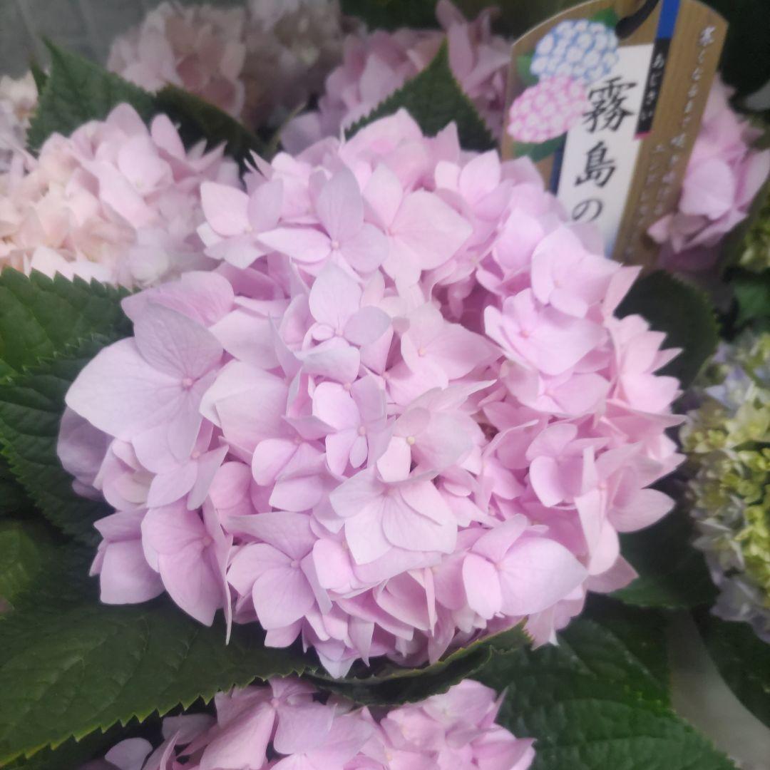 紫陽花⭐️5号鉢３種類セット⭐️霧島の恵⭐️鬼ヶ島⭐️ポージィブーケ