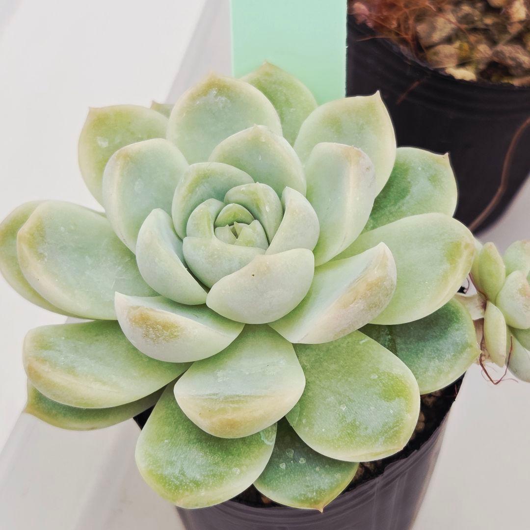 ㉛いつもより大きめ苗❣️色づきマカロニ❣️つぶつぶ屋さん コンパクト便送料込