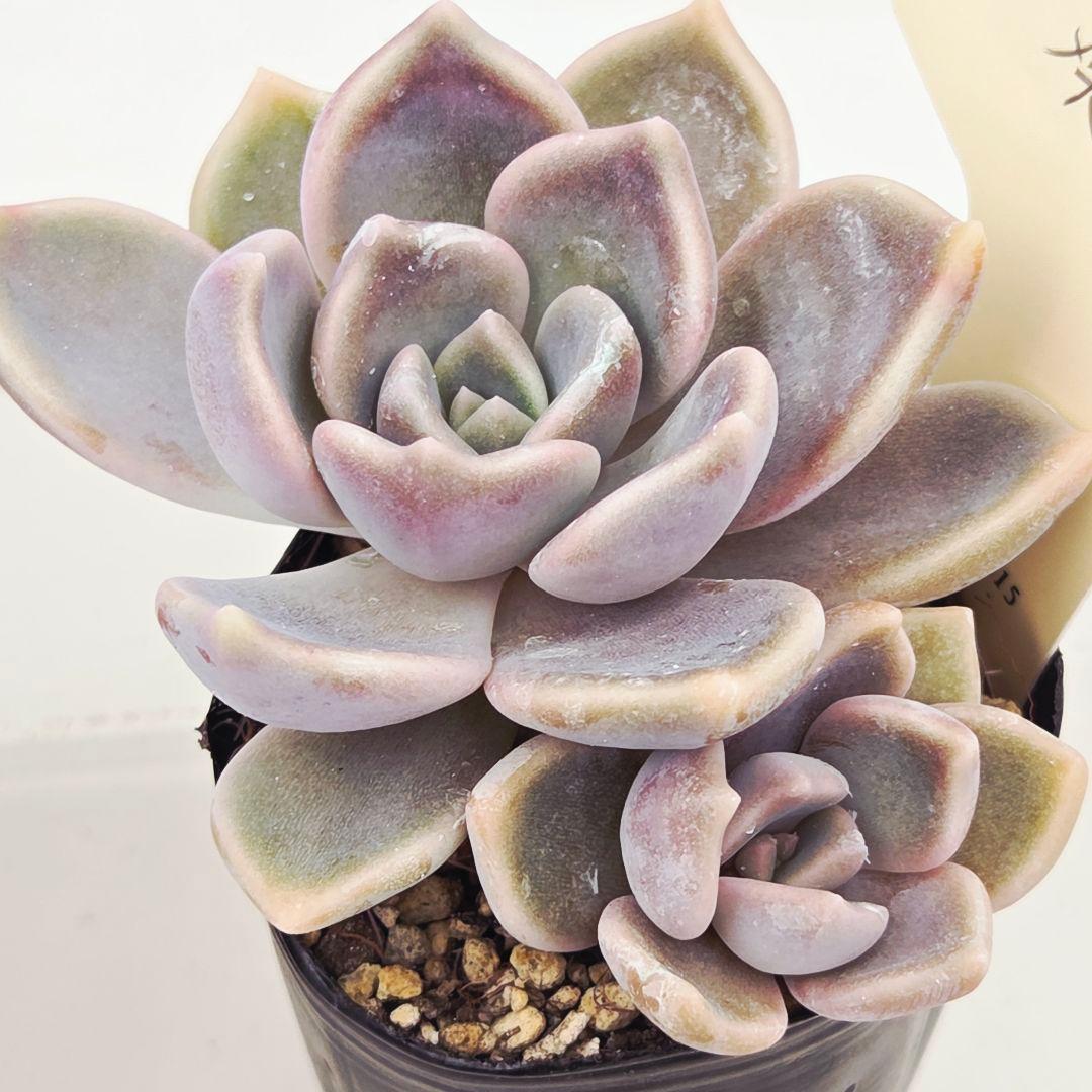 ㉛いつもより大きめ苗❣️色づきマカロニ❣️つぶつぶ屋さん コンパクト便送料込