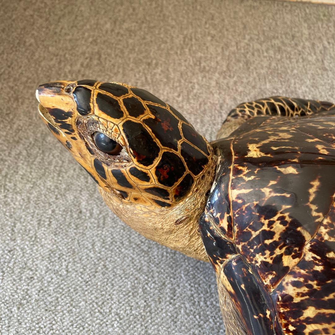 海亀の置物