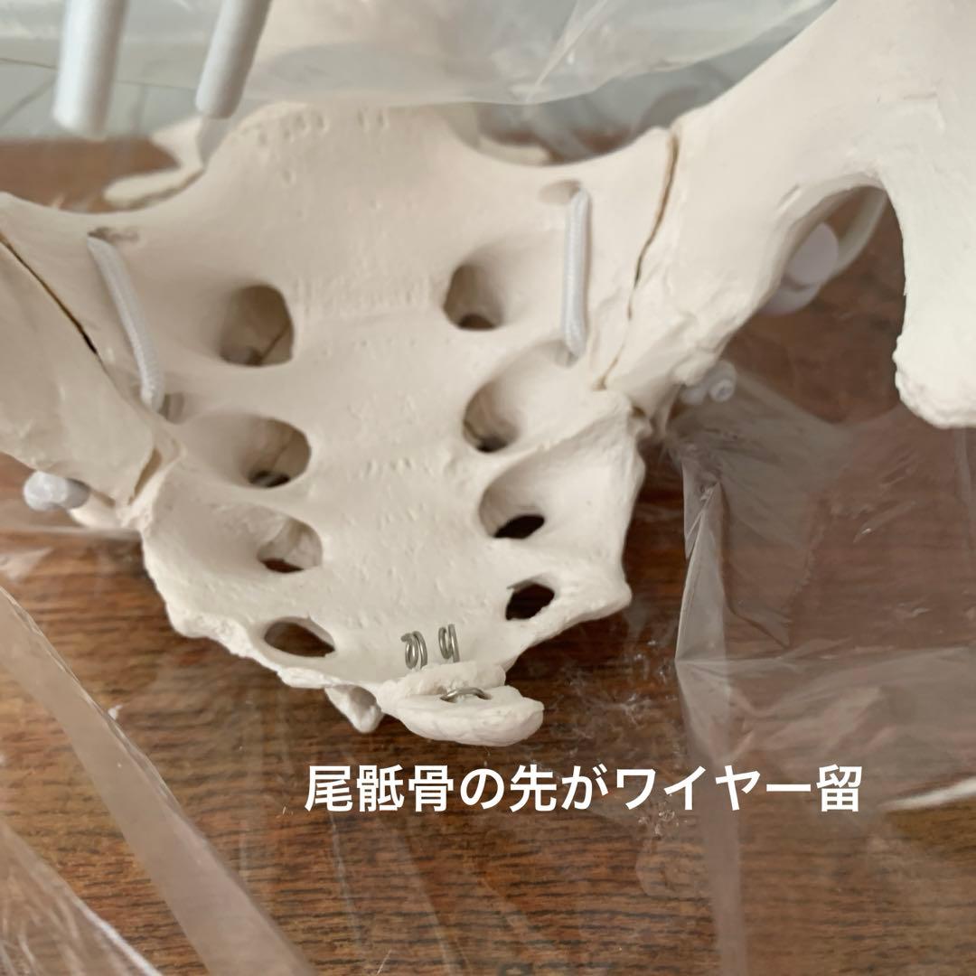 大腿骨関節　骨盤　背骨の一部　骨格模型　1/1スケール 原寸大　関節可動　軟骨