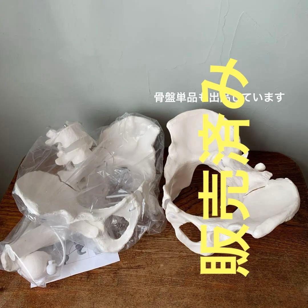 大腿骨関節　骨盤　背骨の一部　骨格模型　1/1スケール 原寸大　関節可動　軟骨
