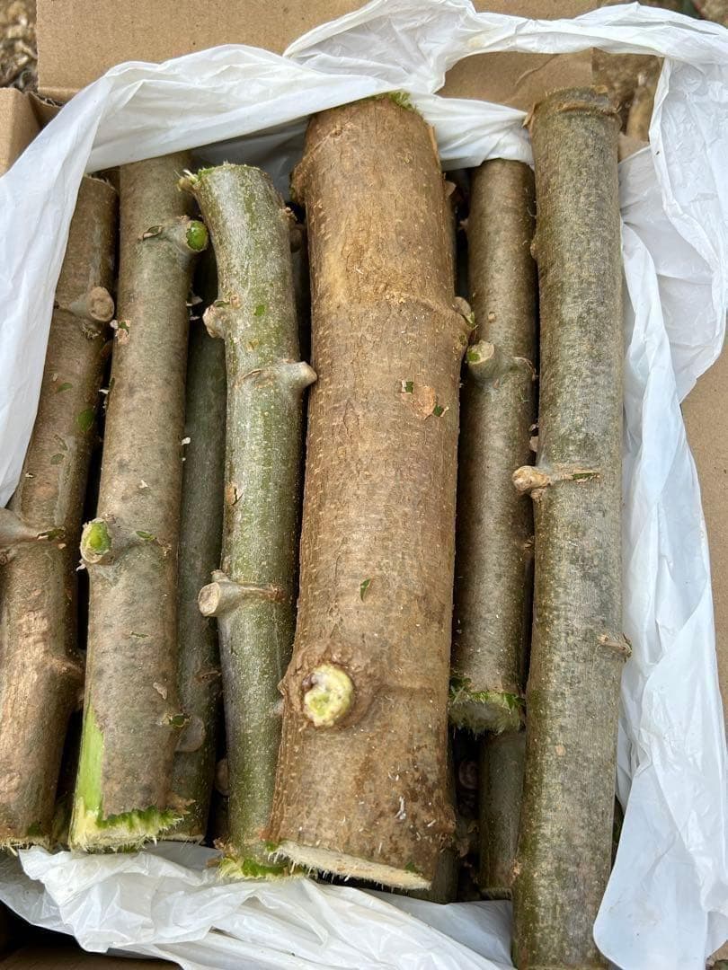 官能的な旨味と甘味。超高級★キャッサバ・ゴールドSS★挿し木枝。60サイズ箱満杯