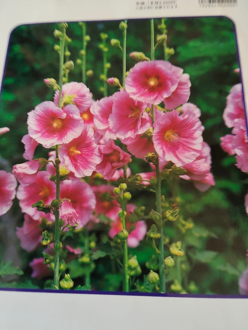 3月までお値下げ学研の図鑑 全8巻セット