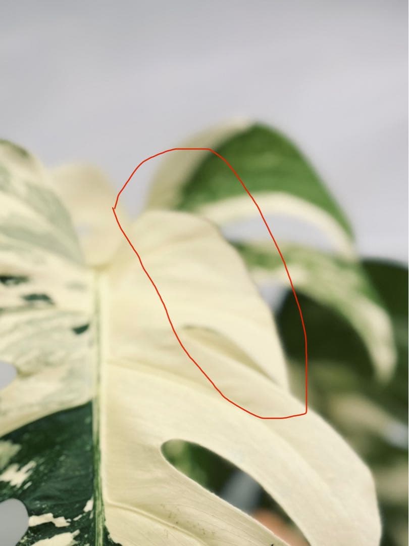 美❅ 斑入りモンステラ アルボ ホワイトタイガー 発根済みトップカット 極上株