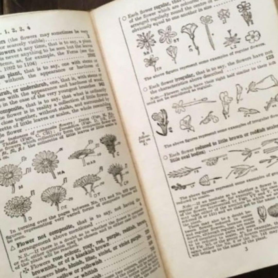 L932 洋書古書　1925年発行　繊細な植物画が美しいアンティーク植物図鑑