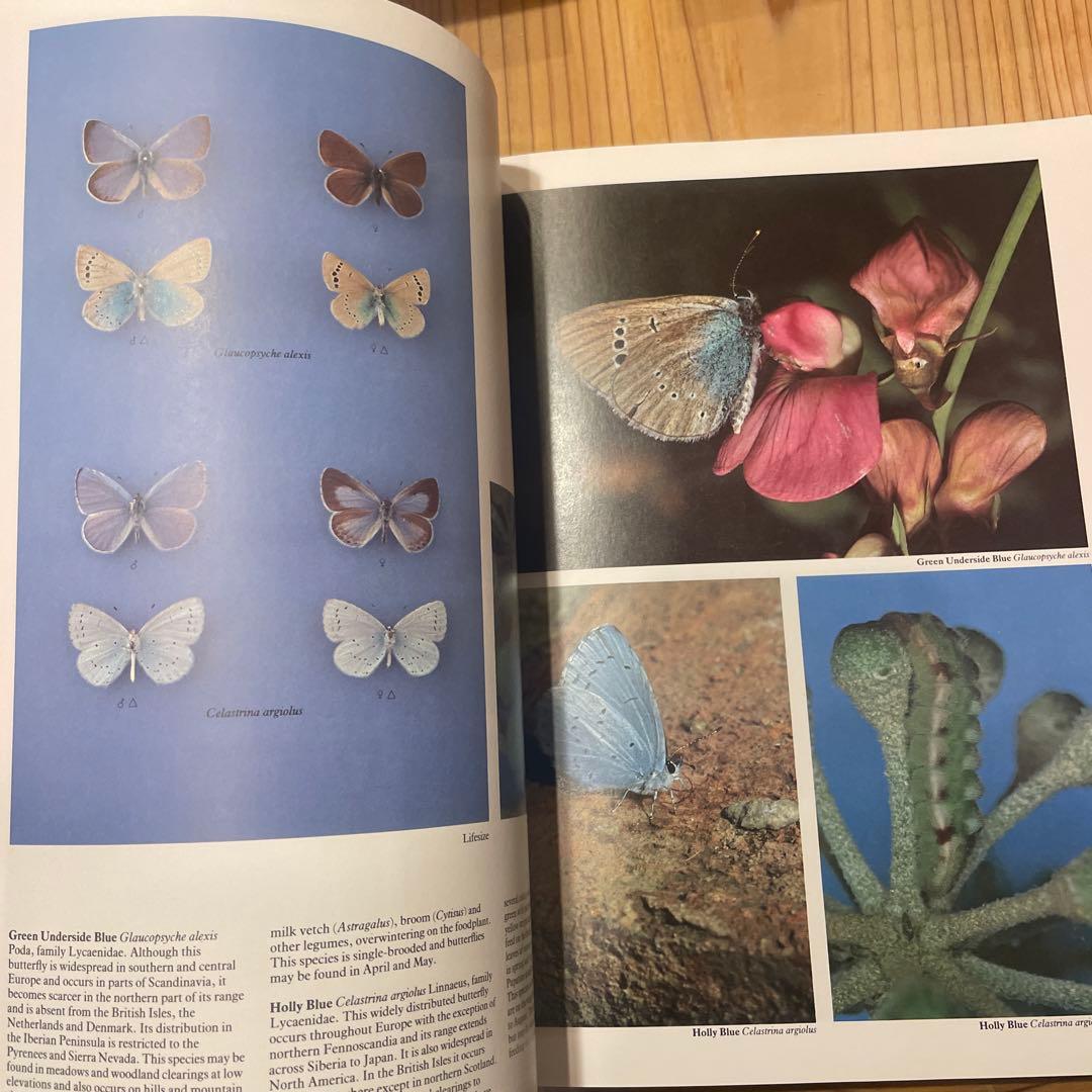 蝶　蛾　図鑑　洋書　バタフライ　Butterflies Moths