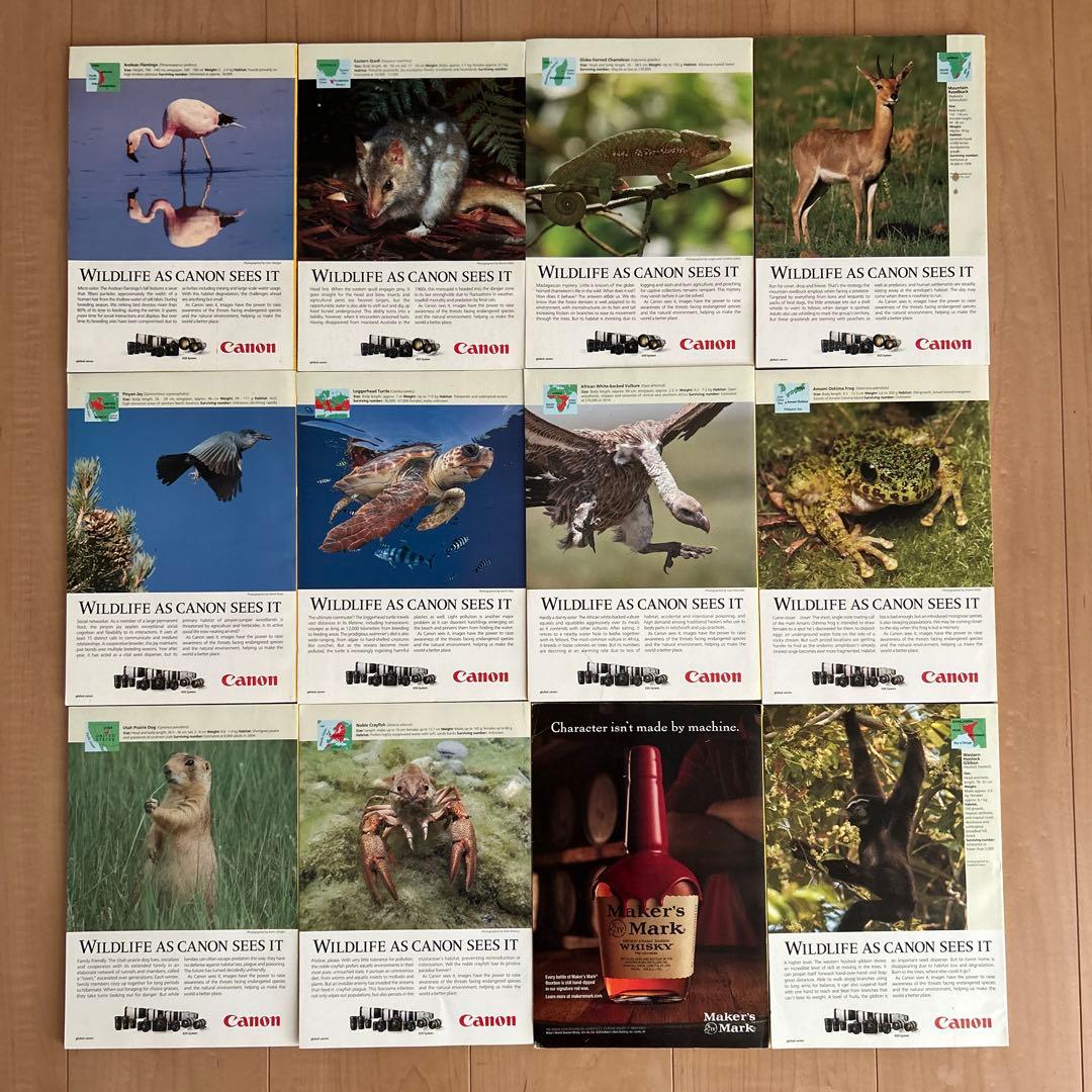 ナショナルジオグラフィック 英語版 2019年 全12冊 英語学習に最適です