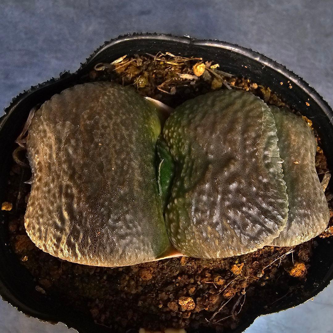 メルカリ便発送&ロウルサンコさんラベル付き☆ガステリア 臥牛十兵衛