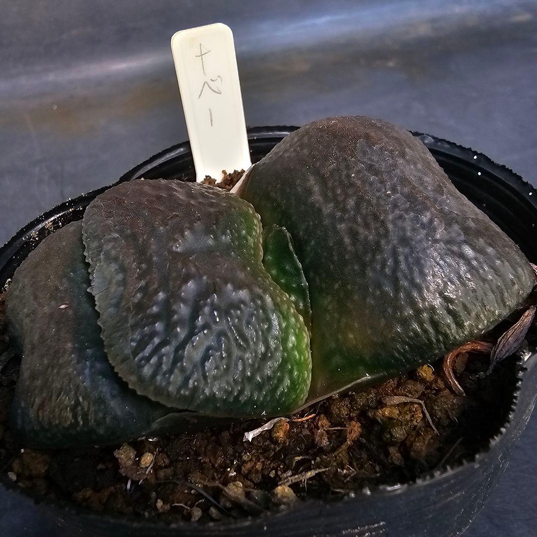 メルカリ便発送&ロウルサンコさんラベル付き☆ガステリア 臥牛十兵衛