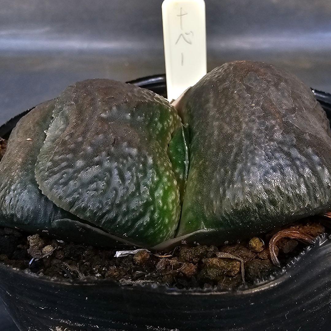 メルカリ便発送&ロウルサンコさんラベル付き☆ガステリア 臥牛十兵衛