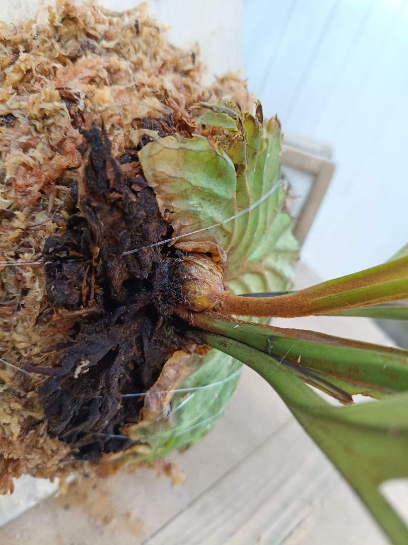 M701【板付！LLサイズ】ビカクシダ リドレイ 現地球3/19輸入