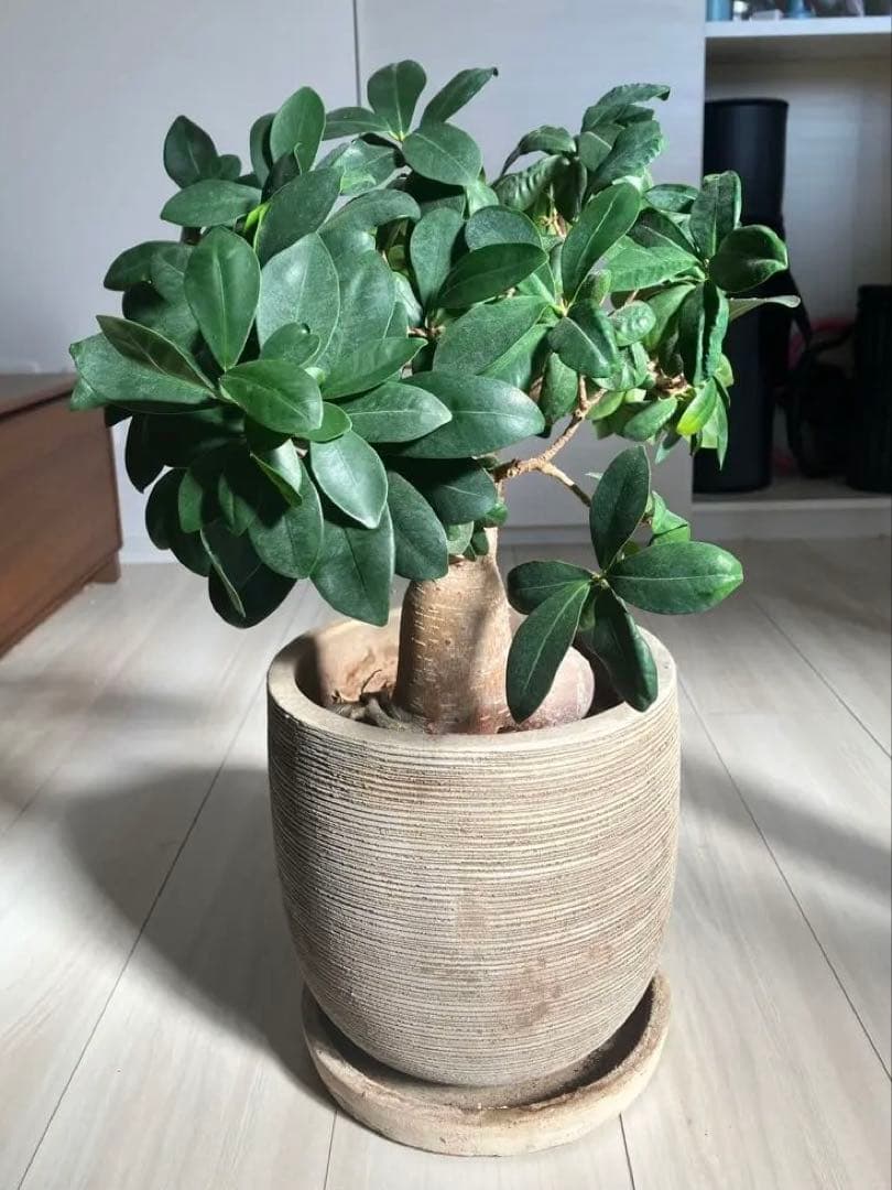 ガジュマル フィカス 観葉植物 おしゃれ鉢付き
