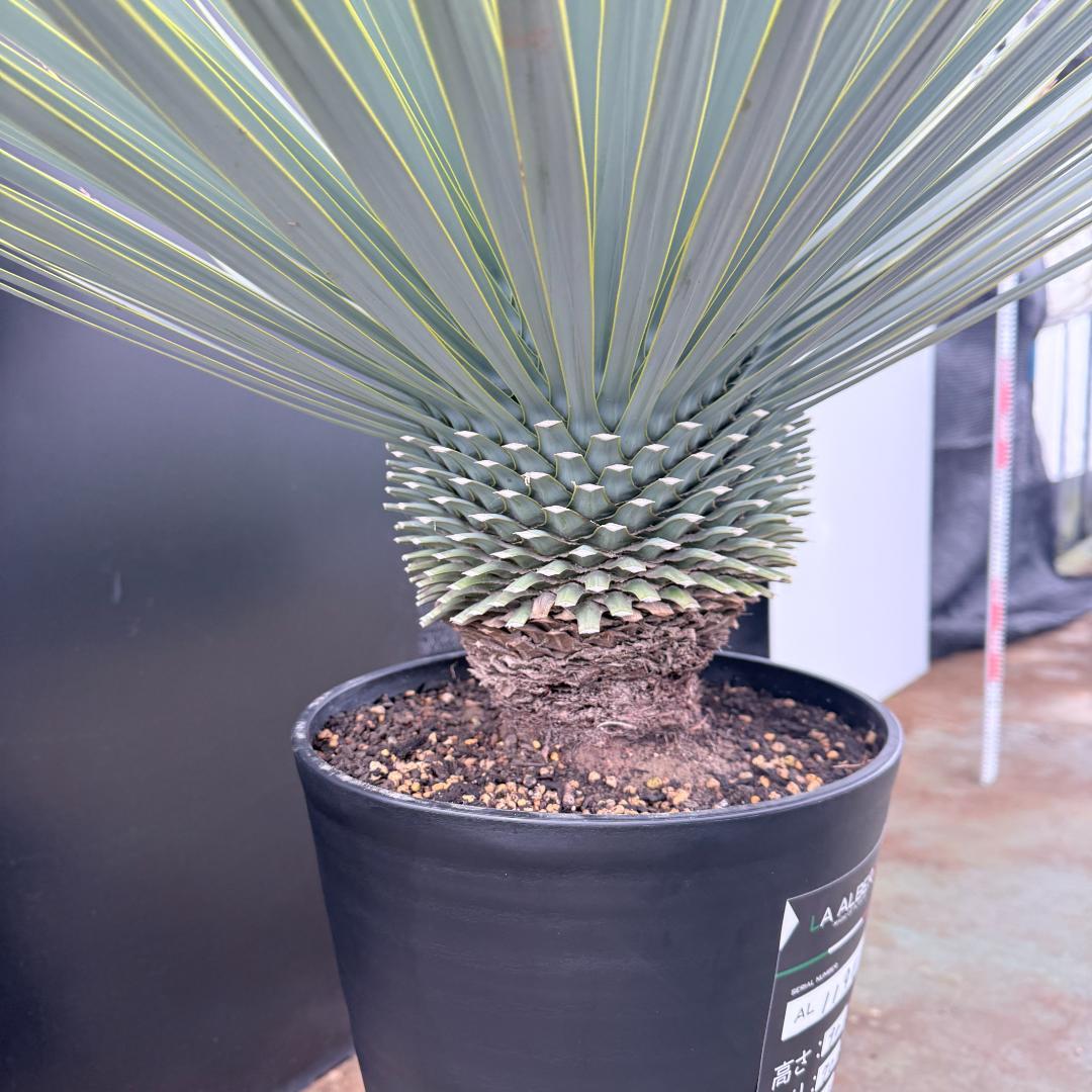 【AL1196】ユッカ　ロストラータ　超シルバー　超超美形　葉数多