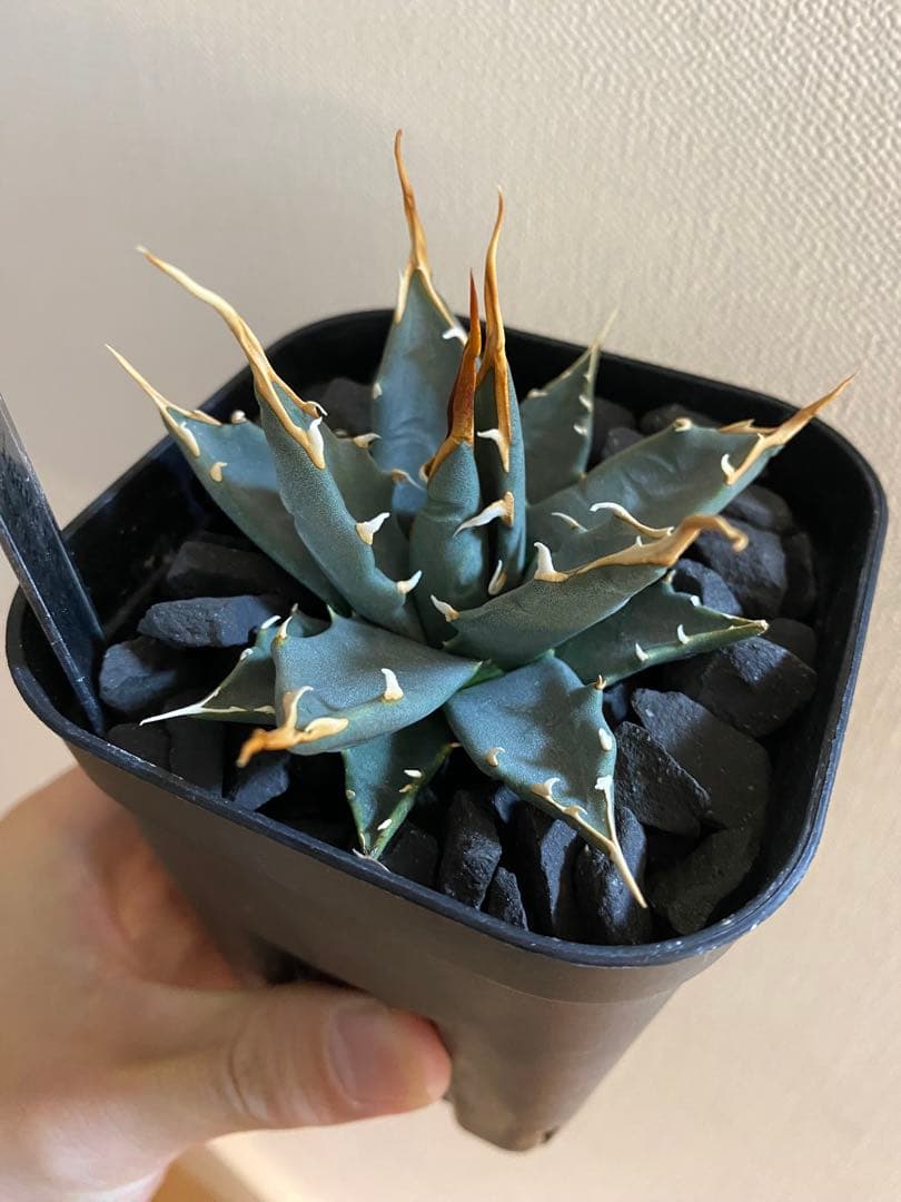 アガベ ユタエンシス エボリスピナ 実生