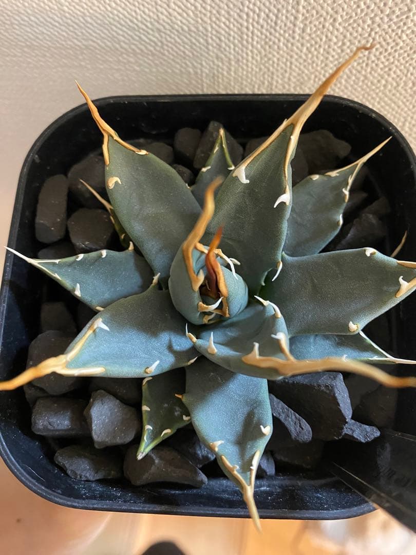 アガベ ユタエンシス エボリスピナ 実生