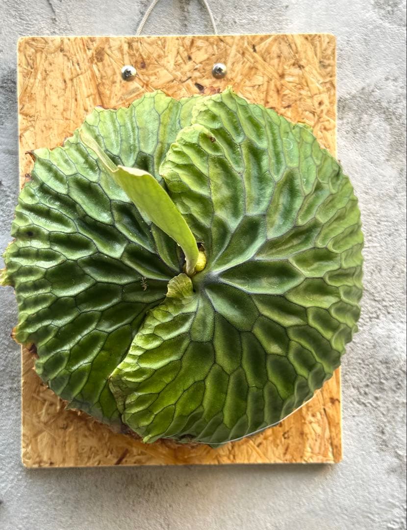 【ビカクシダ・マダガスカリエンセ】