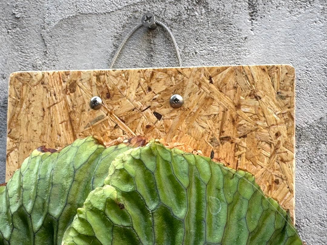 【ビカクシダ・マダガスカリエンセ】