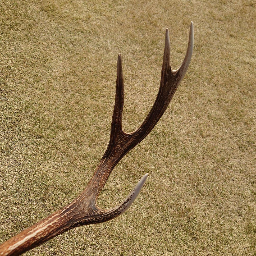 【希少品】鹿の角 ランタンハンガー （スウェード加工）