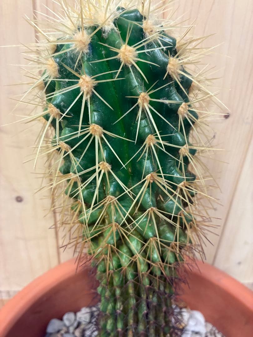 緑色のサボテン 約30cm