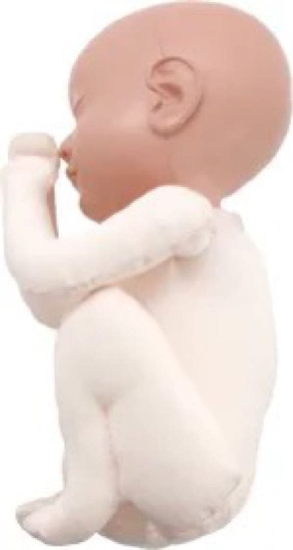 胎児回旋モデルmini