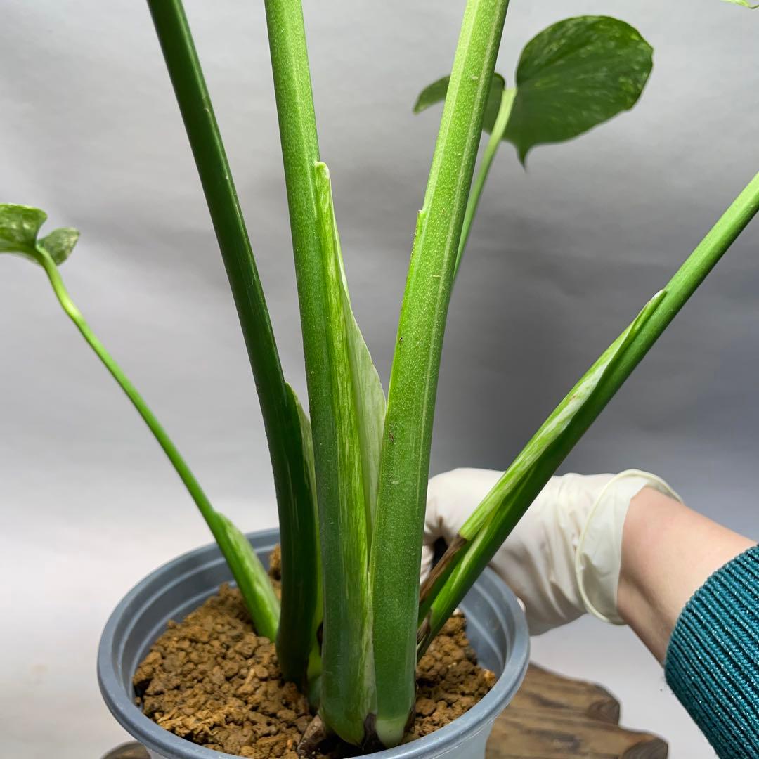 Q308 ホワイトモンスター 天津蘭 モンステラ斑入り