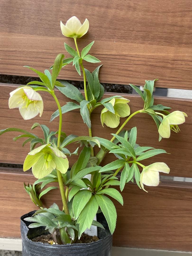 クリスマスローズ苗❣️59 原種交配系オキシデンタルス系　リバースピンク　ss