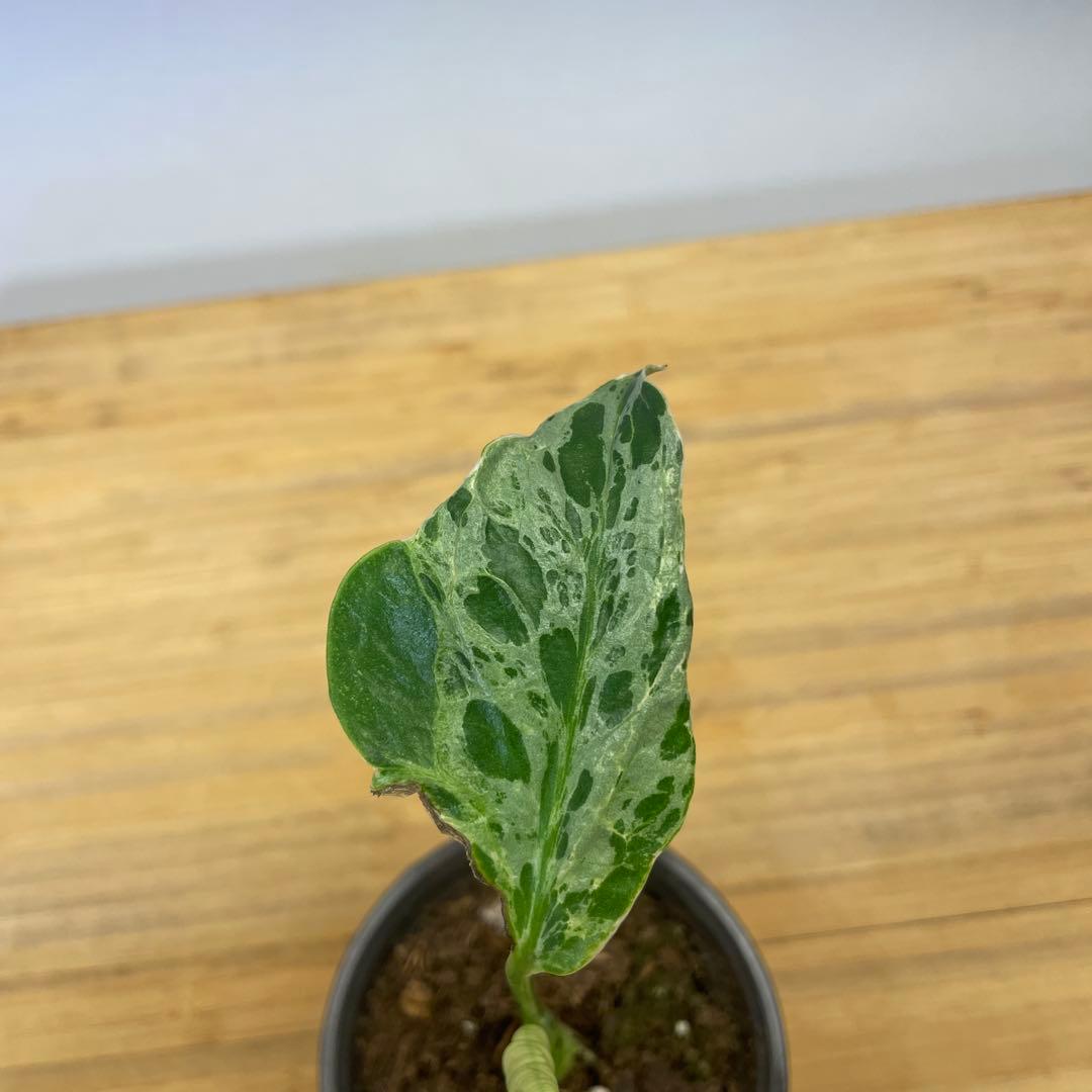 か*な様 Q553 品種保証！斑入り保証！Bulbasaurモンステラ バルバソ