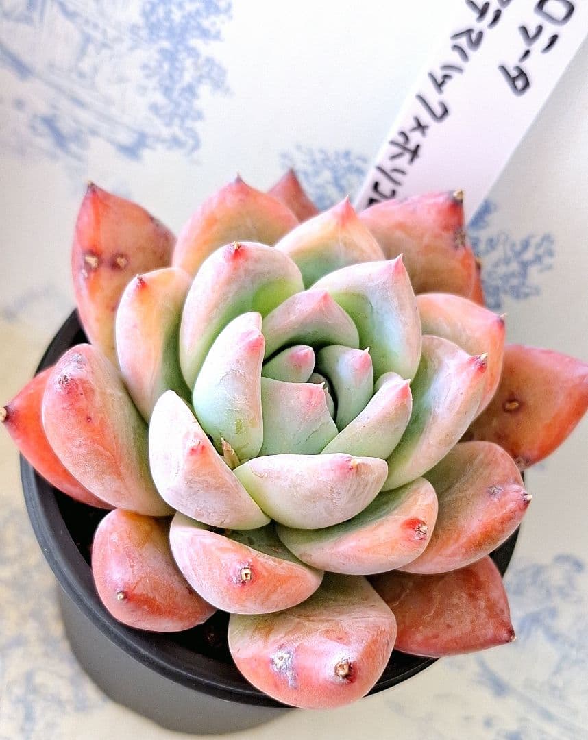 コロラータ×(アテマハック×ホリコロ)他2点バラ売り不可simijimiさん苗