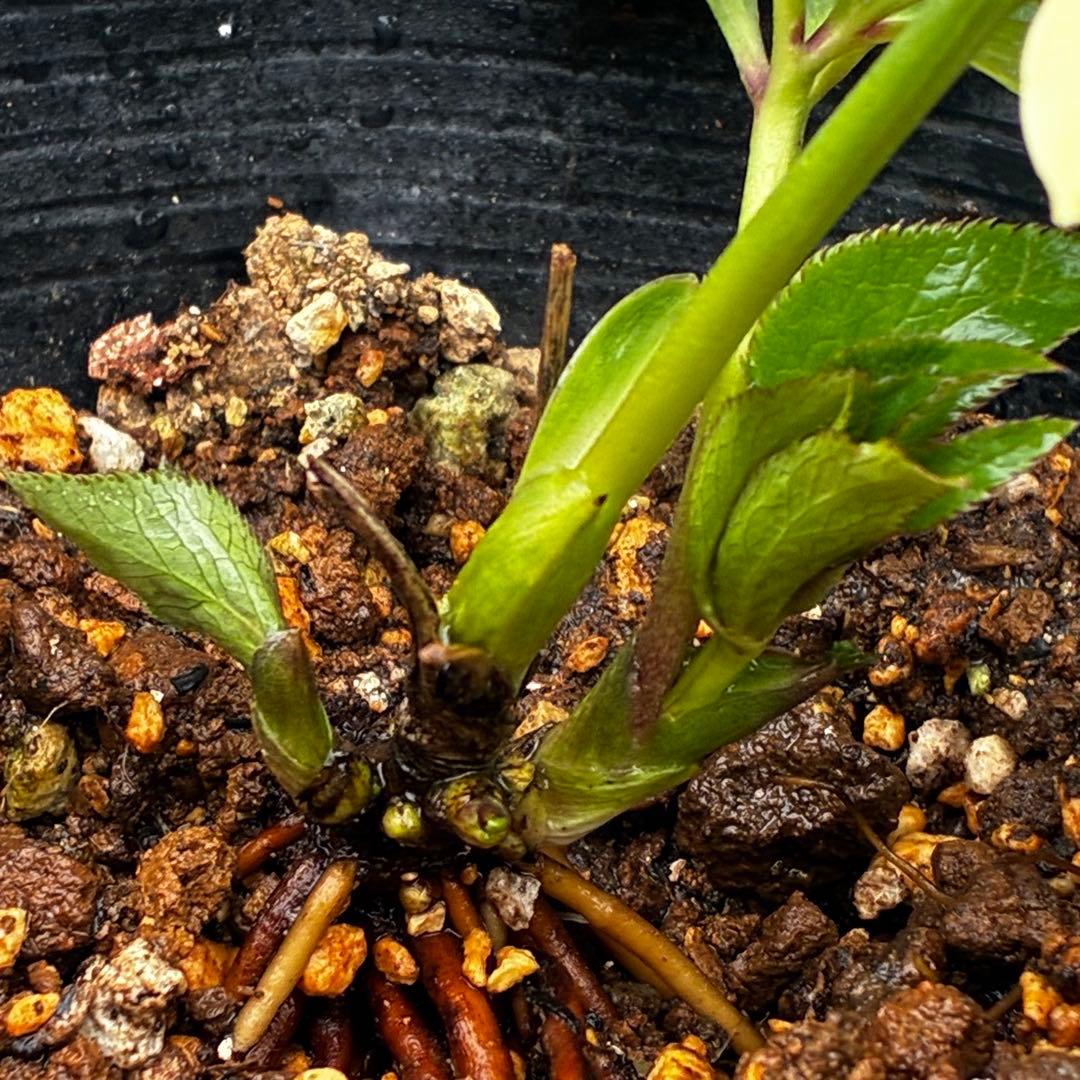 878☘️1年間管理株☘️ラウンドブーケの様⭐️フリル花弁⭐️デュメ交配⭐️小輪コンパクト