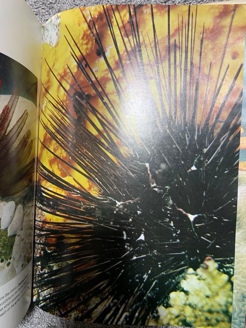 洋書 The Great Barrier Reef by Allan Power