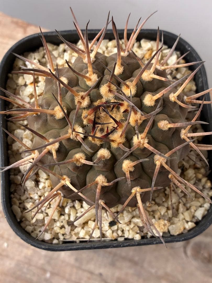 バリスピナム実生　ギムノカリキウム　武勲丸