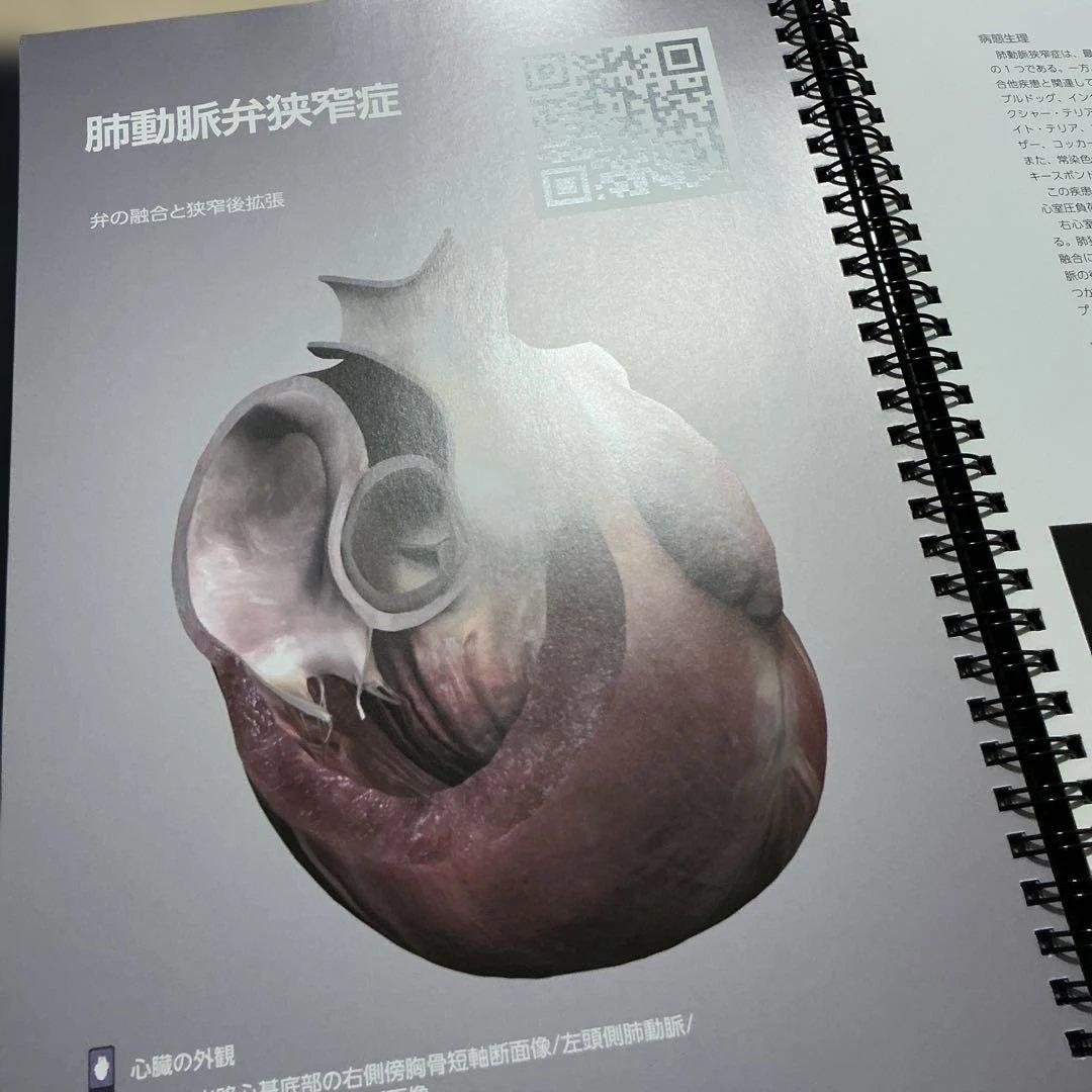 小動物の3D心臓病学