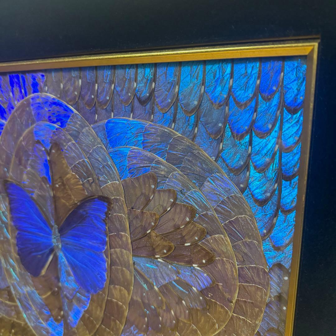RYU【希少】額装 モルフォ蝶 羽絵 アート アンティーク インテリア
