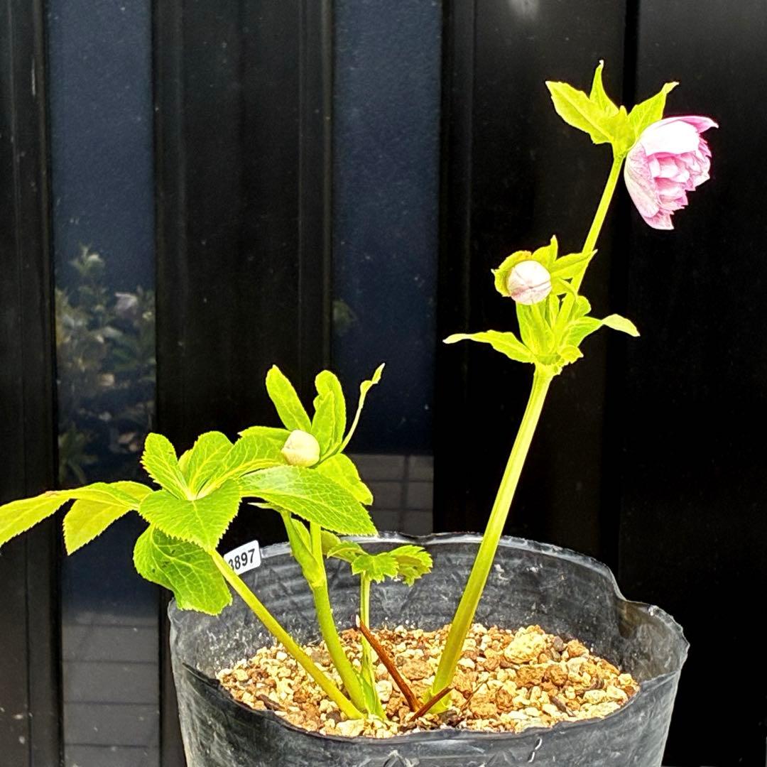 3897☘️2年間管理株☘️6号☘️⭐️いちごみるく⭐️綺麗ピンクオーレア⭐️加藤農園⭐️