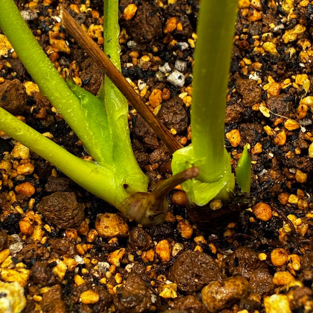 3897☘️2年間管理株☘️6号☘️⭐️いちごみるく⭐️綺麗ピンクオーレア⭐️加藤農園⭐️