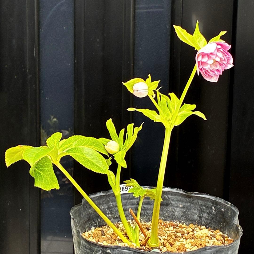 3897☘️2年間管理株☘️6号☘️⭐️いちごみるく⭐️綺麗ピンクオーレア⭐️加藤農園⭐️