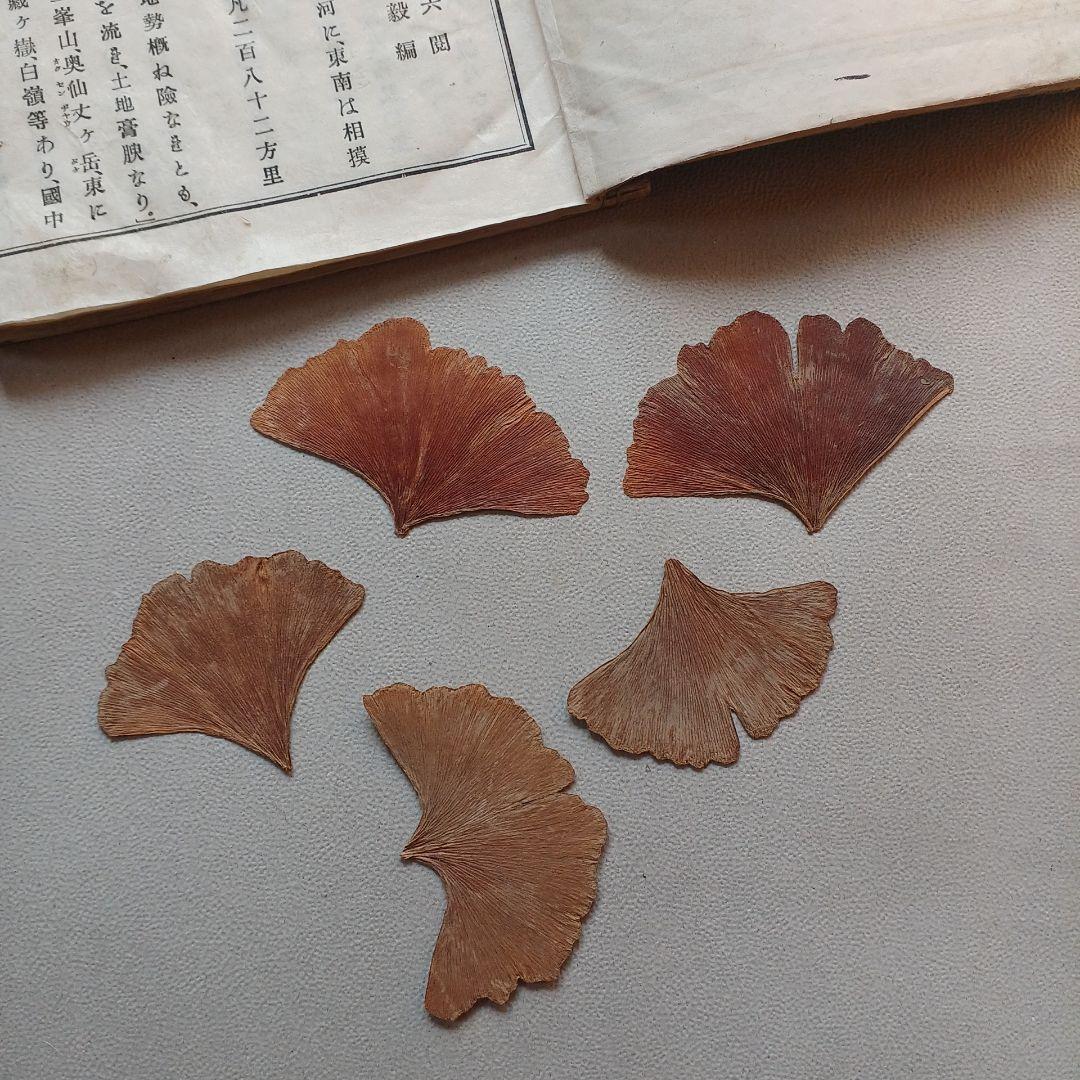 明治時代の教科書と押し葉　『甲斐地誌』　 明治26年　山梨県の地理　希少入手困難