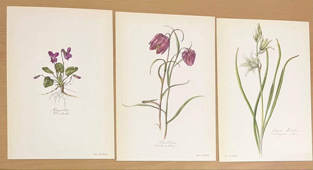 No.294ドイツ ビンテージ 紙もの ボタニカルアート 植物図鑑 水彩画