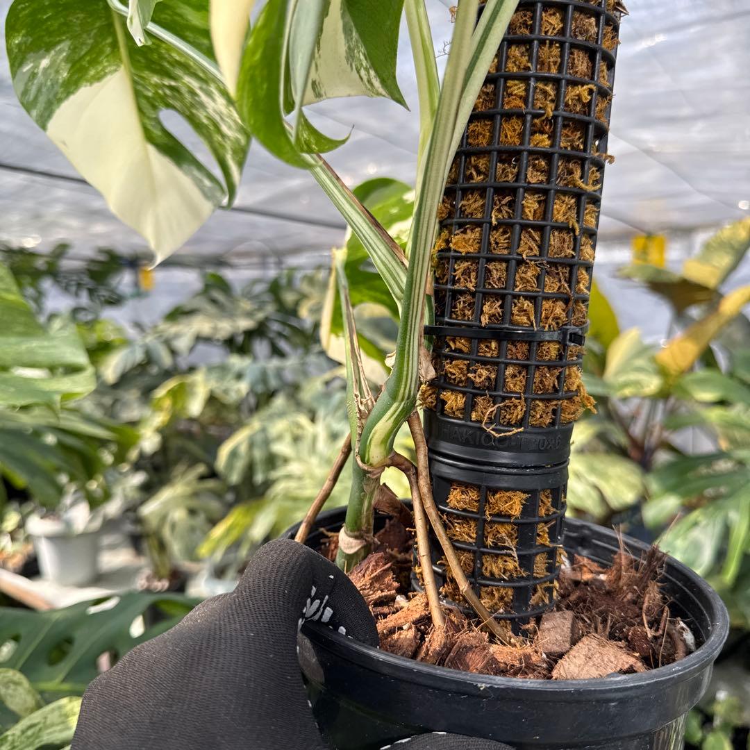 PL31モンステラ　ボルギシアナ　アルボ白ホワイトタイガー斑入り鉢モスポール付き