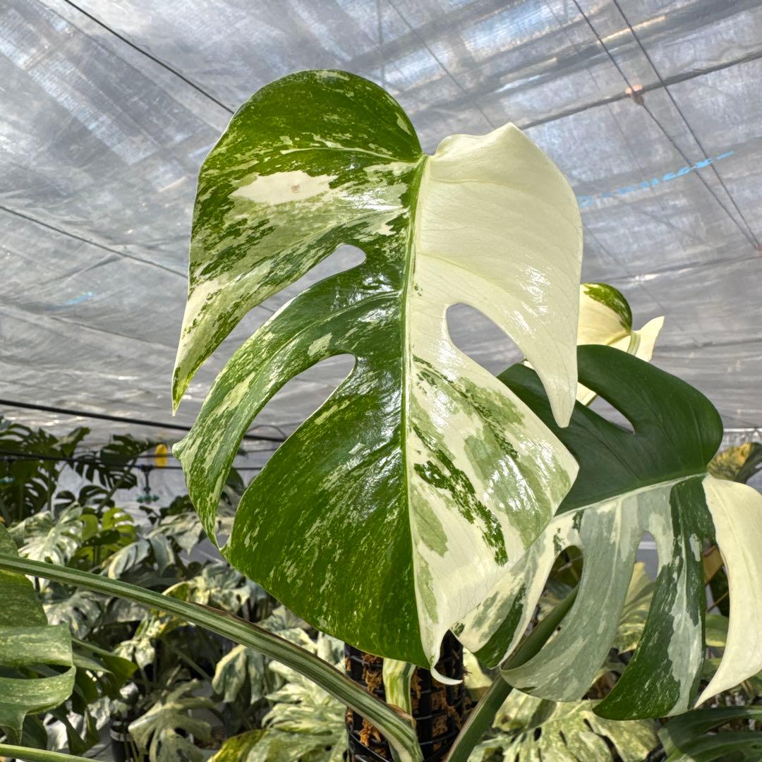 PL31モンステラ　ボルギシアナ　アルボ白ホワイトタイガー斑入り鉢モスポール付き